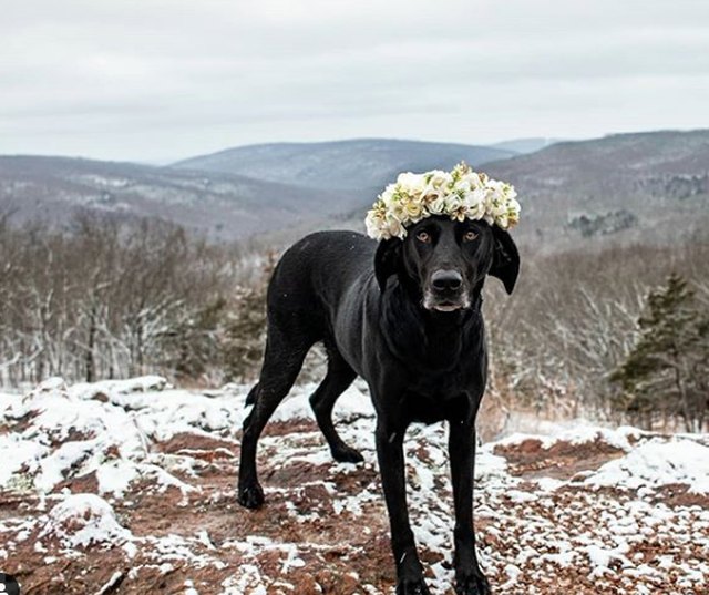 Illustration de l'article : 18 chiens qui ont fière allure avec leur couronne de fleurs sur la tête