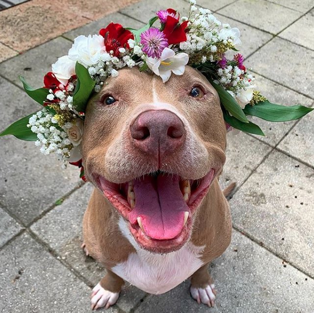 Illustration de l'article : 18 chiens qui ont fière allure avec leur couronne de fleurs sur la tête
