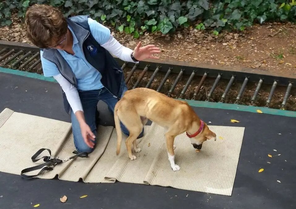 Illustration de l'article : Paralysé du train arrière, un chiot s'est traîné pour trouver de l’aide