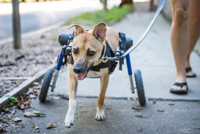 Illustration de l'article : Paralysé du train arrière, un chiot s'est traîné pour trouver de l’aide