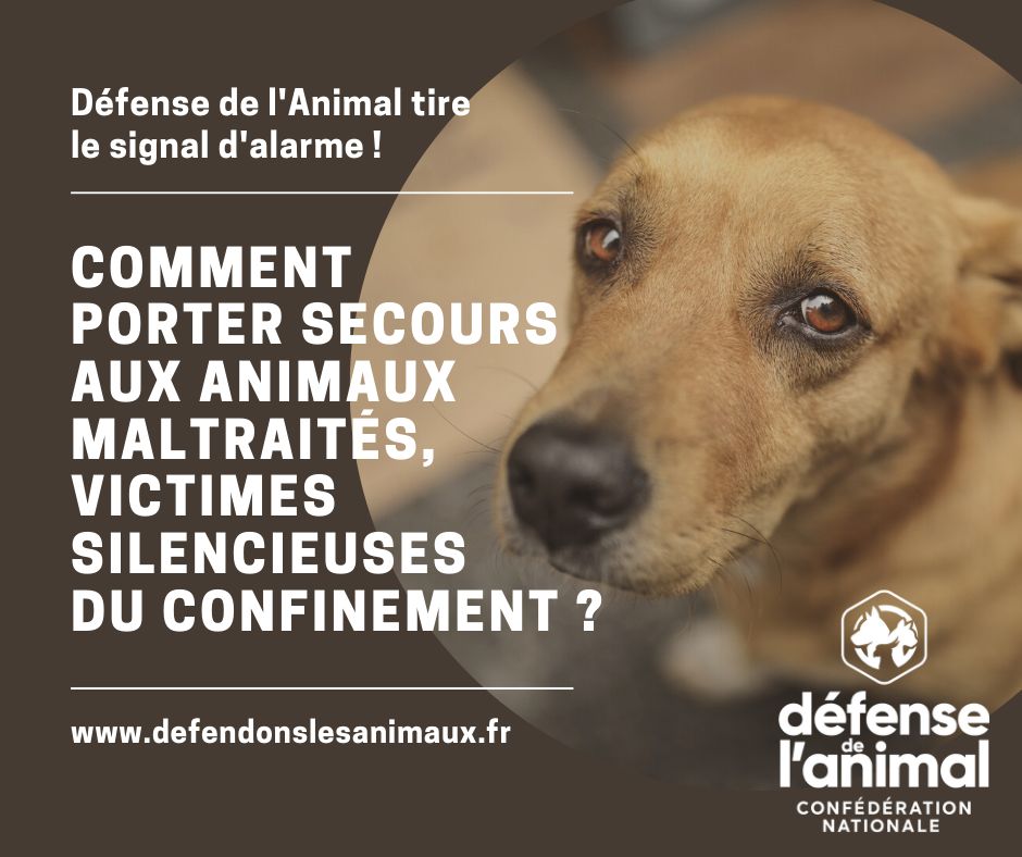 Illustration de l'article : Le sort des animaux maltraités pendant le confinement inquiète la confédération Défense de l’Animal