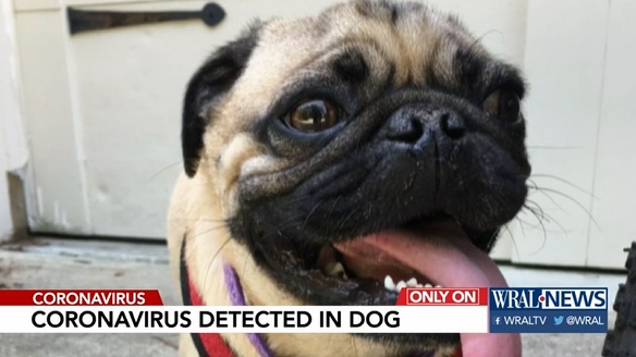 Illustration de l'article : Covid-19 : Un chien testé positif au coronavirus aux Etats-Unis à nouveau en pleine forme