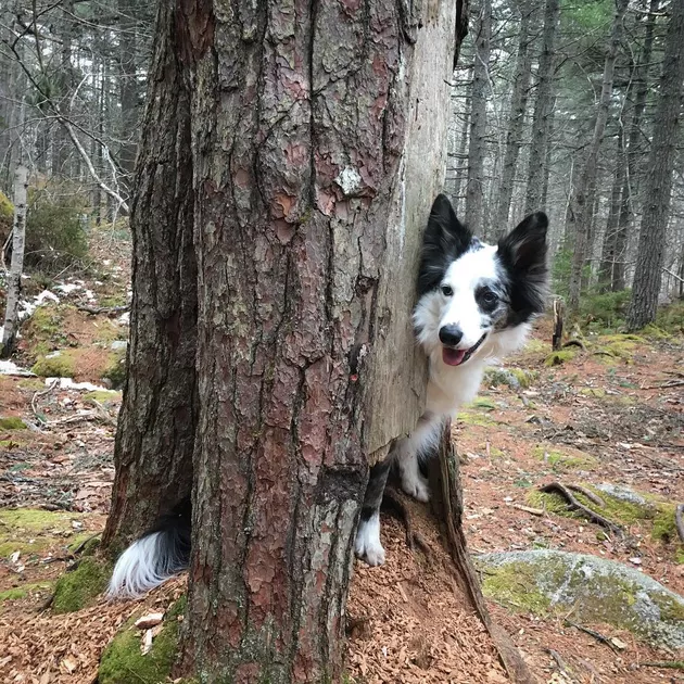 Illustration de l'article : 18 chiens qui ont raté une étape dans leur évolution au point d'adorer grimper aux arbres !