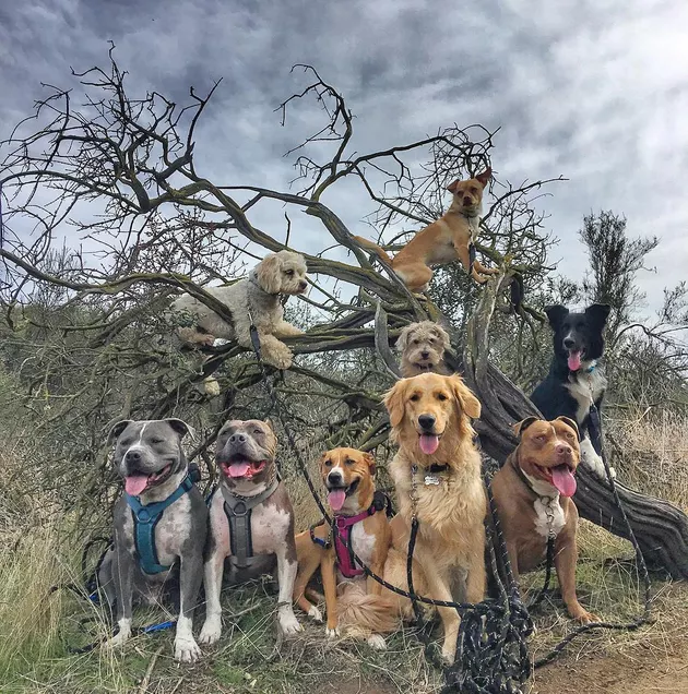 Illustration de l'article : 18 chiens qui ont raté une étape dans leur évolution au point d'adorer grimper aux arbres !