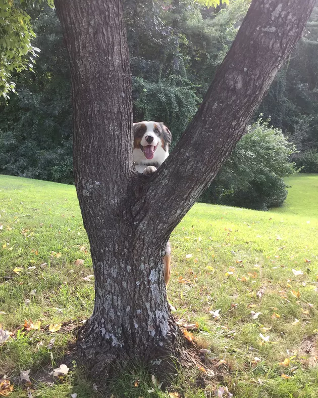 Illustration de l'article : 18 chiens qui ont raté une étape dans leur évolution au point d'adorer grimper aux arbres !