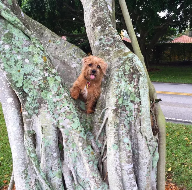 Illustration de l'article : 18 chiens qui ont raté une étape dans leur évolution au point d'adorer grimper aux arbres !