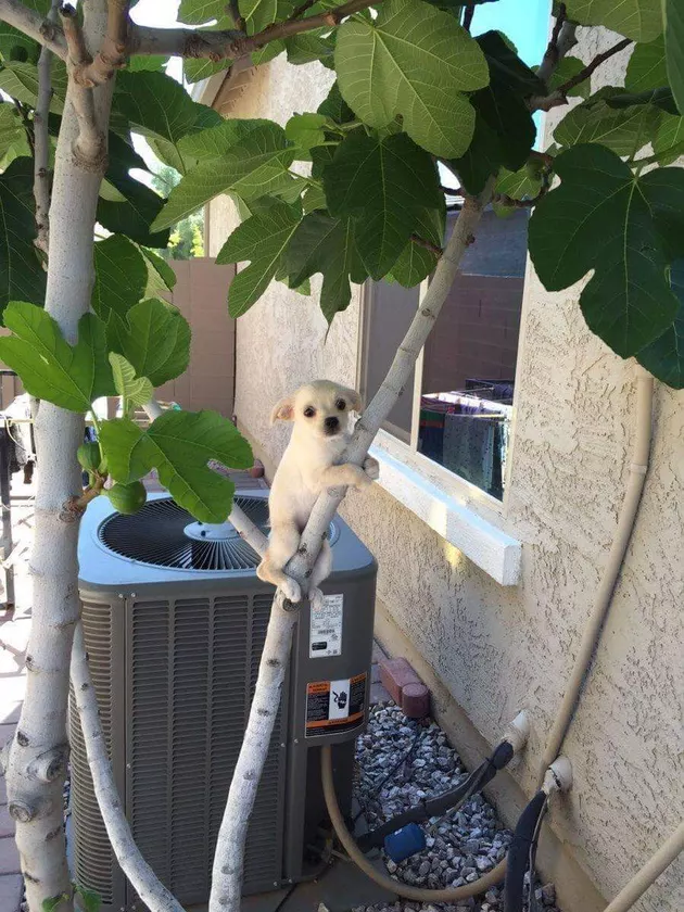Illustration de l'article : 18 chiens qui ont raté une étape dans leur évolution au point d'adorer grimper aux arbres !