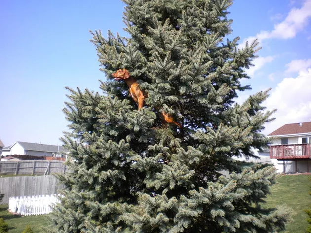 Illustration de l'article : 18 chiens qui ont raté une étape dans leur évolution au point d'adorer grimper aux arbres !