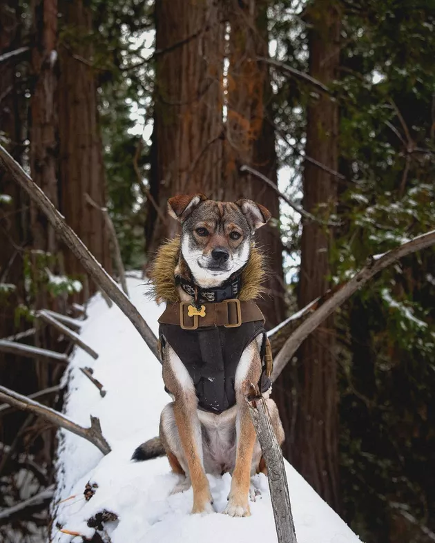Illustration de l'article : 18 chiens qui ont raté une étape dans leur évolution au point d'adorer grimper aux arbres !