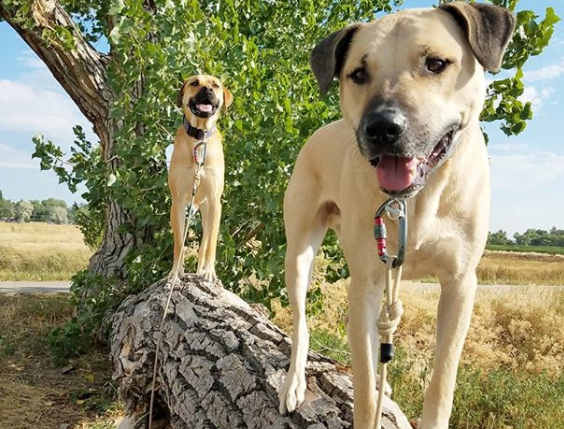 Illustration de l'article : 18 chiens qui ont raté une étape dans leur évolution au point d'adorer grimper aux arbres !