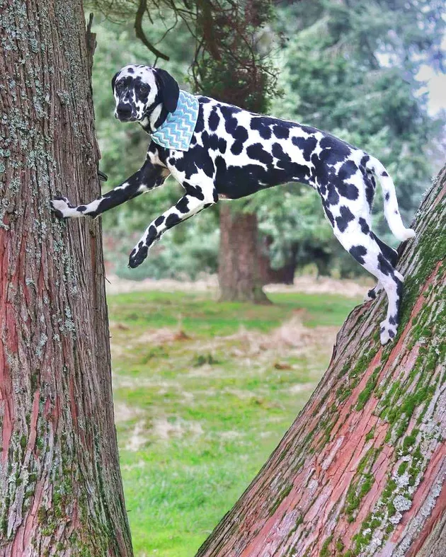 Illustration de l'article : 18 chiens qui ont raté une étape dans leur évolution au point d'adorer grimper aux arbres !