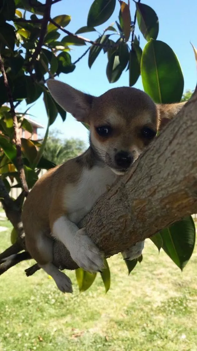 Illustration de l'article : 18 chiens qui ont raté une étape dans leur évolution au point d'adorer grimper aux arbres !