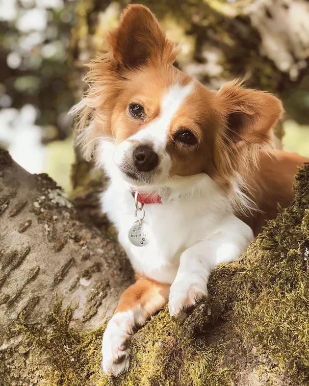 Illustration de l'article : 18 chiens qui ont raté une étape dans leur évolution au point d'adorer grimper aux arbres !