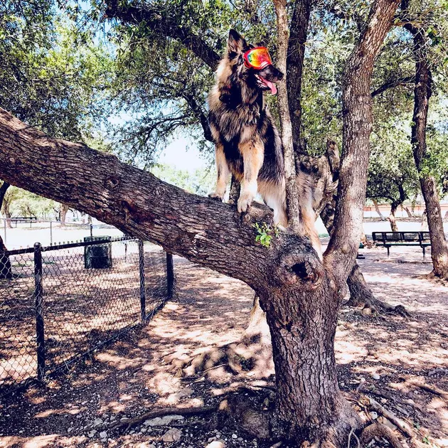 Illustration de l'article : 18 chiens qui ont raté une étape dans leur évolution au point d'adorer grimper aux arbres !