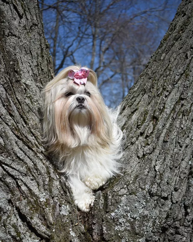 Illustration de l'article : 18 chiens qui ont raté une étape dans leur évolution au point d'adorer grimper aux arbres !