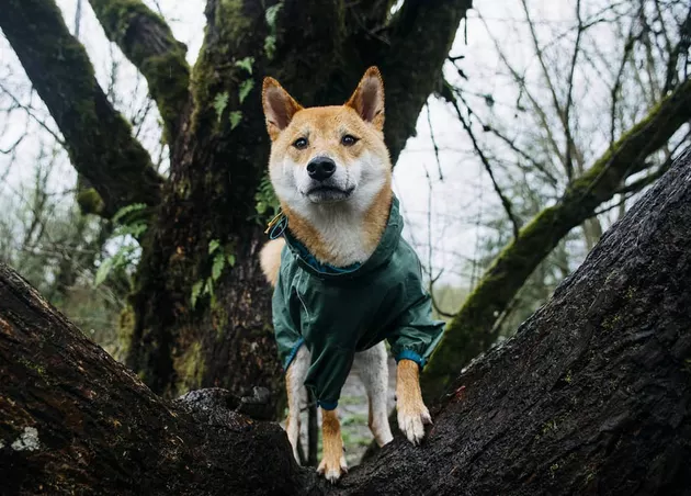 Illustration de l'article : 18 chiens qui ont raté une étape dans leur évolution au point d'adorer grimper aux arbres !