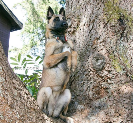 Illustration de l'article : 18 chiens qui ont raté une étape dans leur évolution au point d'adorer grimper aux arbres !