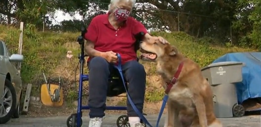 Illustration de l'article : Une femme de 88 ans fait une mauvaise chute. Son chien d'assistance interpelle un éboueur afin de lui venir en aide