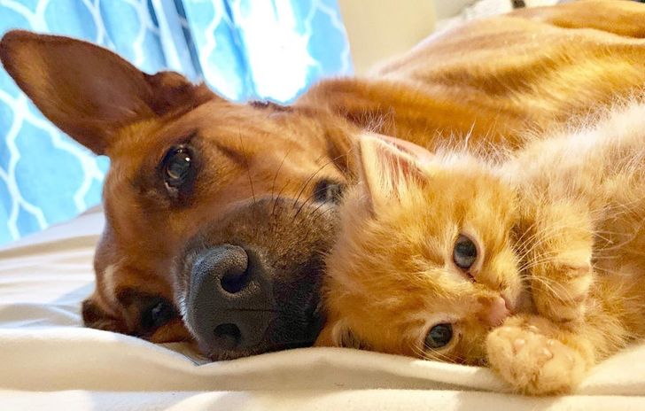 Illustration de l'article : 18 photos attendrissantes d'animaux avec leurs meilleurs amis qui prouvent que l'amour n'a pas de barrière