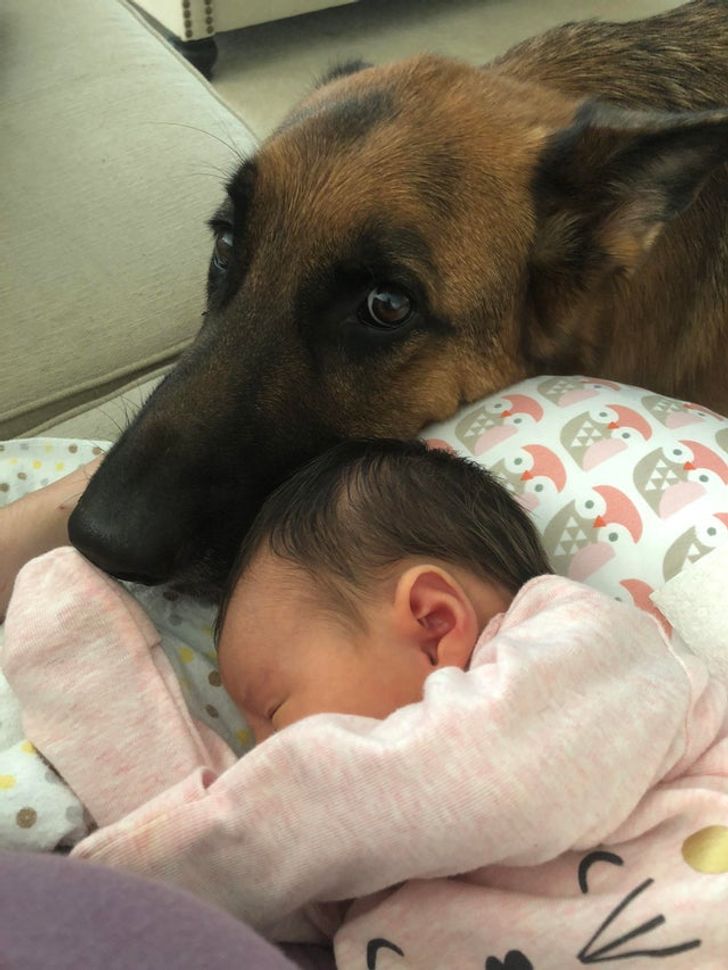 Illustration de l'article : 18 photos attendrissantes d'animaux avec leurs meilleurs amis qui prouvent que l'amour n'a pas de barrière