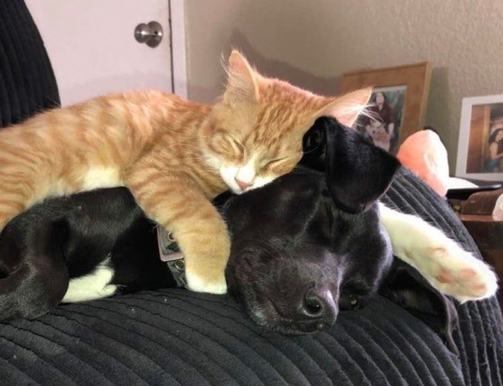 Illustration de l'article : 18 photos attendrissantes d'animaux avec leurs meilleurs amis qui prouvent que l'amour n'a pas de barrière