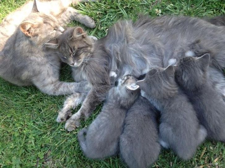 Illustration de l'article : 18 photos attendrissantes d'animaux avec leurs meilleurs amis qui prouvent que l'amour n'a pas de barrière