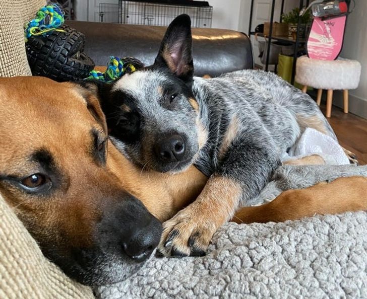 Illustration de l'article : 18 photos attendrissantes d'animaux avec leurs meilleurs amis qui prouvent que l'amour n'a pas de barrière