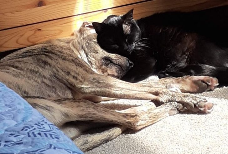Illustration de l'article : 18 photos attendrissantes d'animaux avec leurs meilleurs amis qui prouvent que l'amour n'a pas de barrière