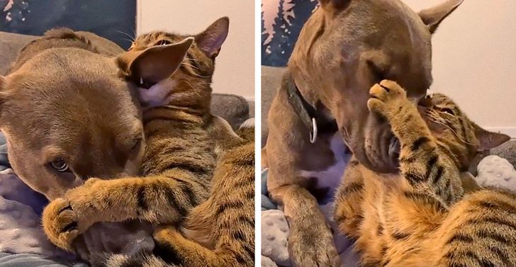 Illustration de l'article : 18 photos attendrissantes d'animaux avec leurs meilleurs amis qui prouvent que l'amour n'a pas de barrière