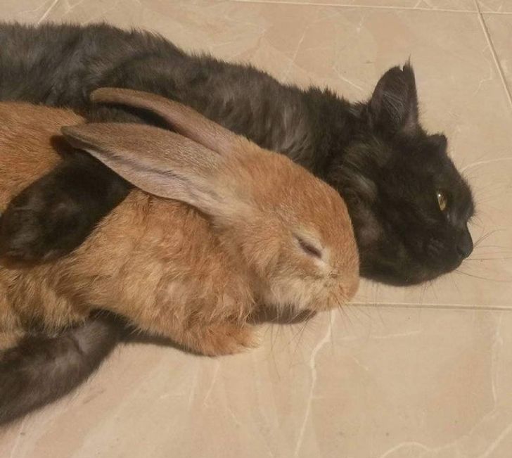 Illustration de l'article : 18 photos attendrissantes d'animaux avec leurs meilleurs amis qui prouvent que l'amour n'a pas de barrière