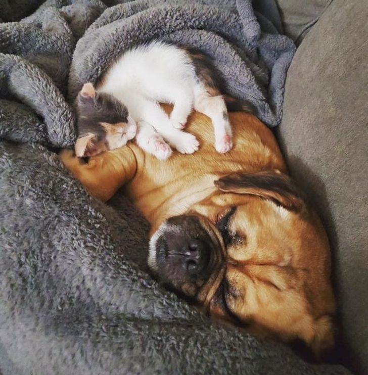 Illustration de l'article : 18 photos attendrissantes d'animaux avec leurs meilleurs amis qui prouvent que l'amour n'a pas de barrière