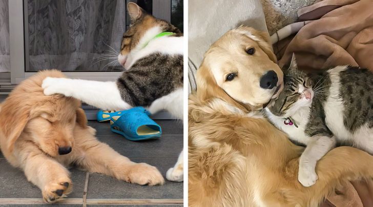 Illustration de l'article : 18 photos attendrissantes d'animaux avec leurs meilleurs amis qui prouvent que l'amour n'a pas de barrière