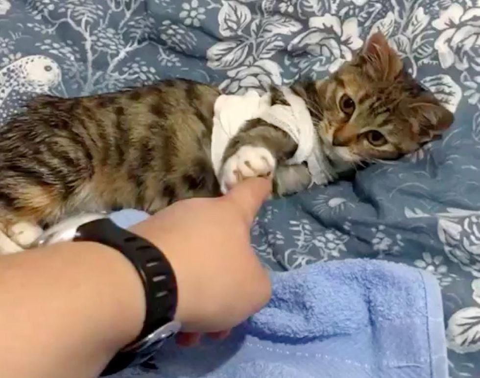 L Adorable Demande D Un Chat A Trois Pattes A La Veterinaire Qui Lui A Sauve La Vie Apres Un Accident Pour Etre Adopte