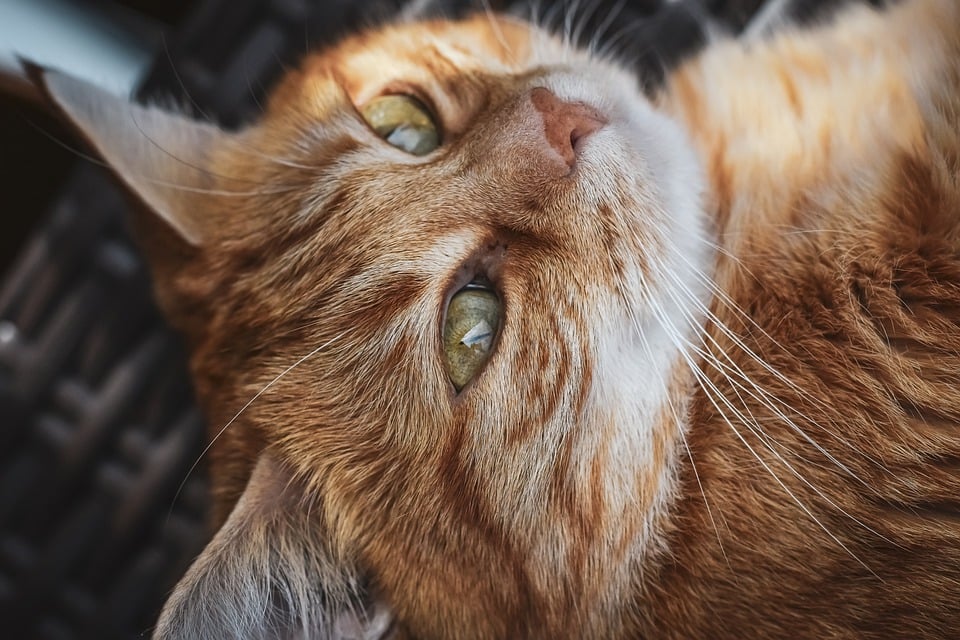 Pourquoi le chat roux suscite autant de questions ?