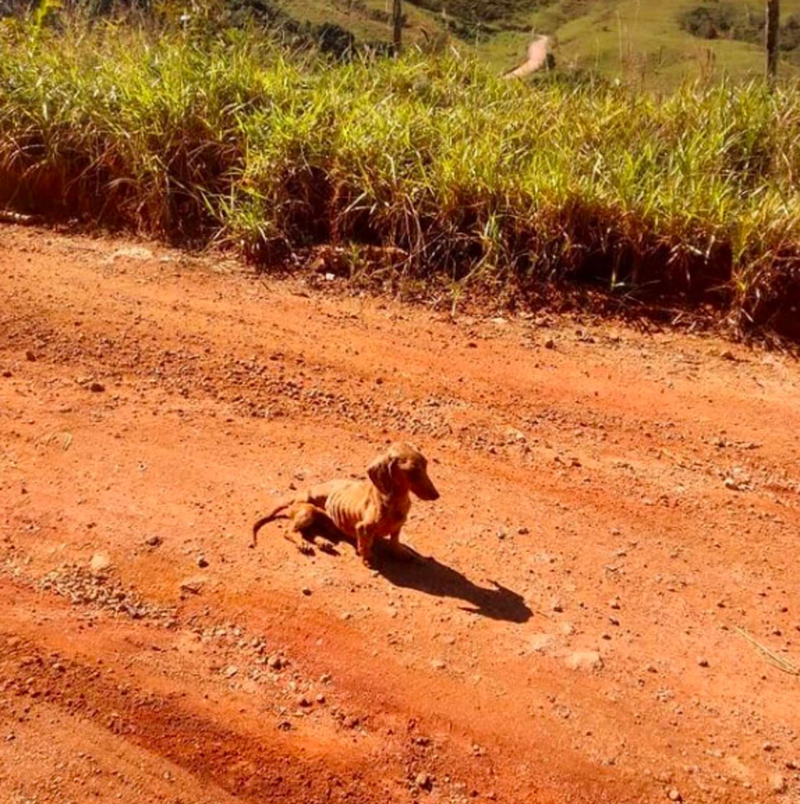 Illustration de l'article : Un cycliste stoppe son itinéraire pour sauver un Teckel abandonné sur le bord de la route et l'adopte