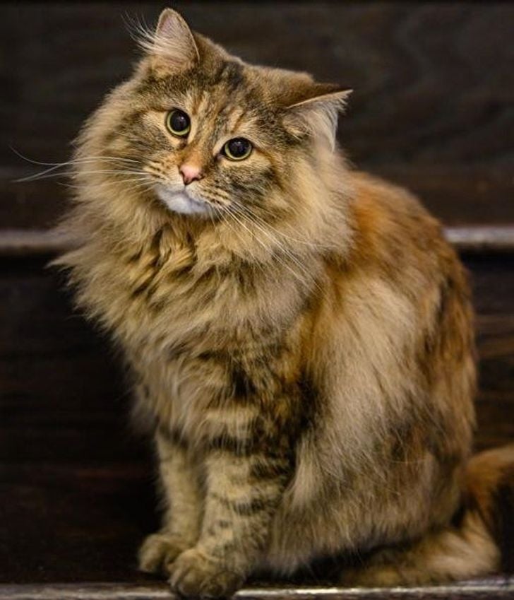 Illustration de l'article : 20 photos qui prouvent que ce sont les chats qui nous choisissent et pas l'inverse