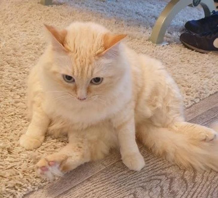 Illustration de l'article : 20 photos qui prouvent que ce sont les chats qui nous choisissent et pas l'inverse
