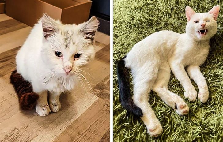 Illustration de l'article : 20 photos qui prouvent que ce sont les chats qui nous choisissent et pas l'inverse