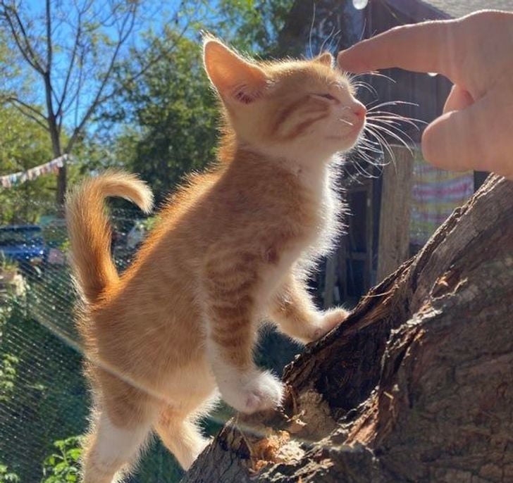 Illustration de l'article : 20 photos qui prouvent que ce sont les chats qui nous choisissent et pas l'inverse