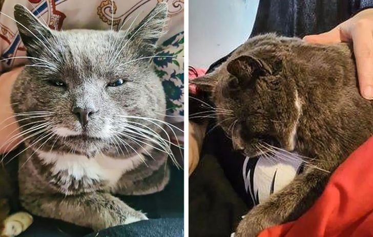 Illustration de l'article : 20 photos qui prouvent que ce sont les chats qui nous choisissent et pas l'inverse