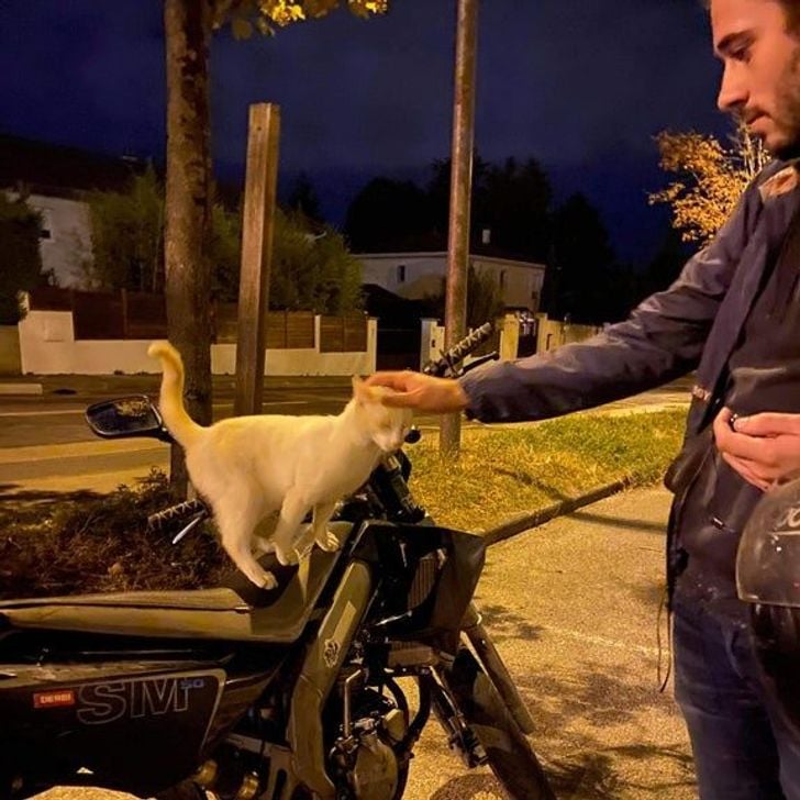 Illustration de l'article : 20 photos qui prouvent que ce sont les chats qui nous choisissent et pas l'inverse