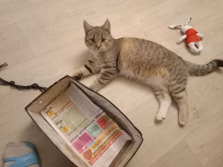 Illustration de l'article : 20 photos qui prouvent que ce sont les chats qui nous choisissent et pas l'inverse