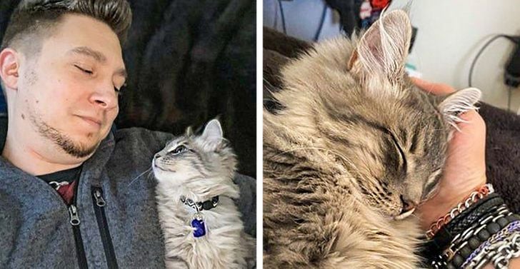 Illustration de l'article : 20 photos qui prouvent que ce sont les chats qui nous choisissent et pas l'inverse