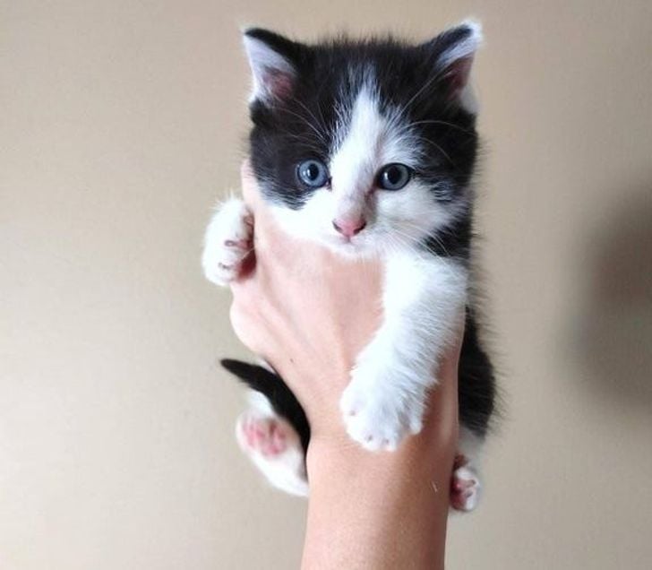 Illustration de l'article : 20 photos qui prouvent que ce sont les chats qui nous choisissent et pas l'inverse