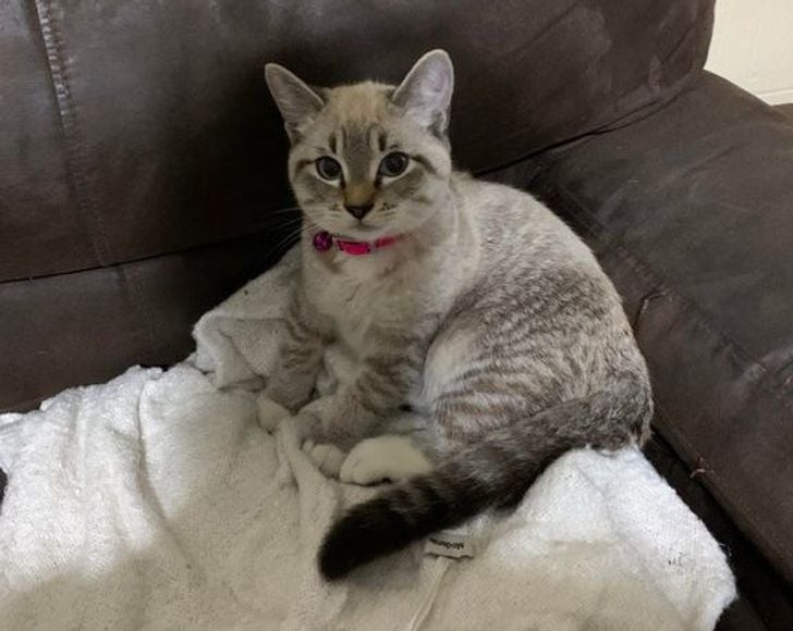 Illustration de l'article : 20 photos qui prouvent que ce sont les chats qui nous choisissent et pas l'inverse