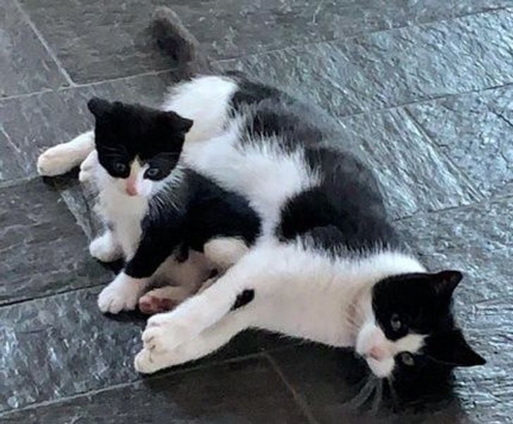 Illustration de l'article : 20 photos qui prouvent que ce sont les chats qui nous choisissent et pas l'inverse