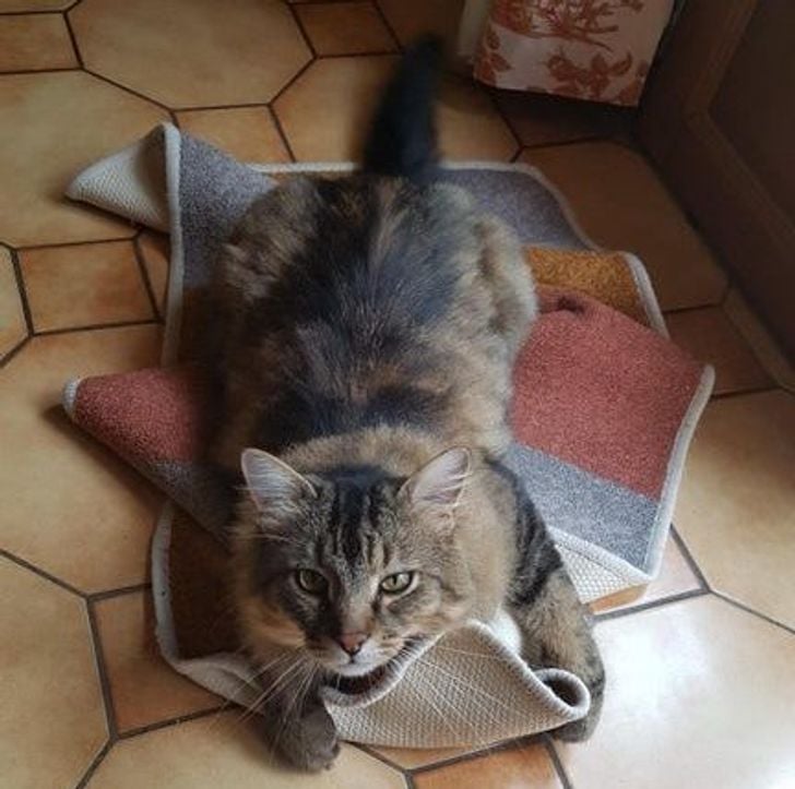 Illustration de l'article : 20 photos qui prouvent que ce sont les chats qui nous choisissent et pas l'inverse