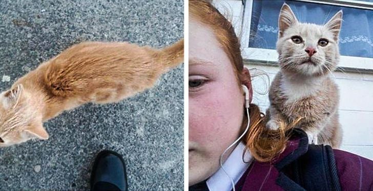 Illustration de l'article : 20 photos qui prouvent que ce sont les chats qui nous choisissent et pas l'inverse