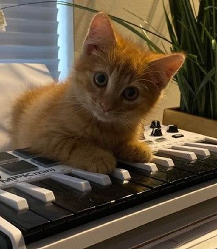 Illustration de l'article : 20 photos qui prouvent que ce sont les chats qui nous choisissent et pas l'inverse