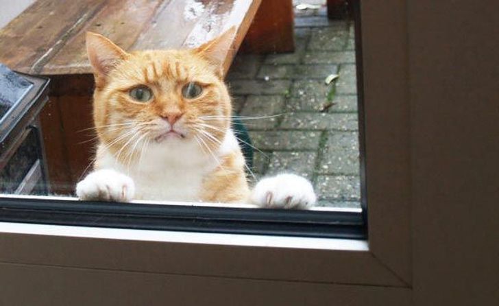 Illustration de l'article : 15 animaux qui donneraient tout pour enfin pouvoir profiter du confort de votre maison 